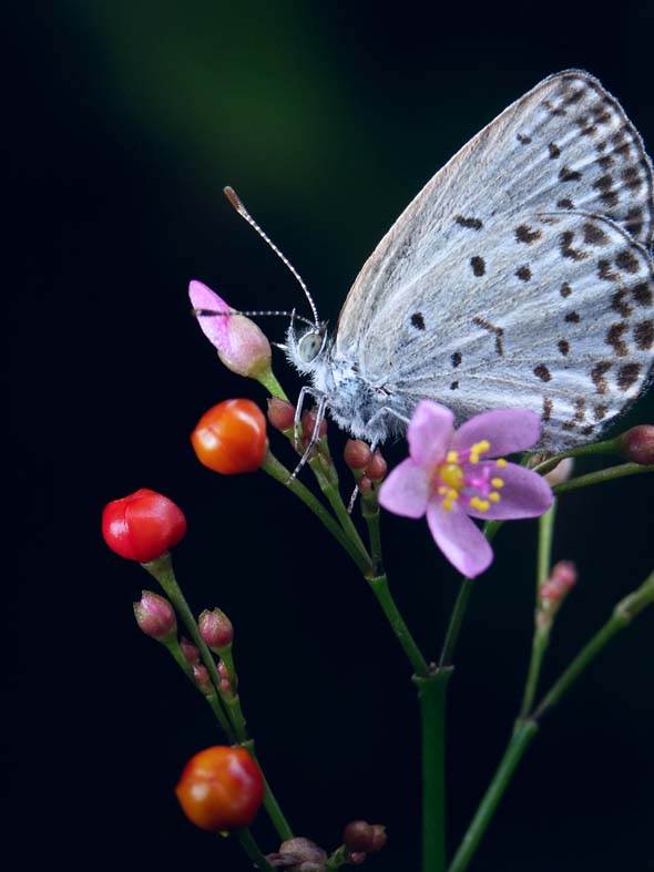 CT_SIJIMI2.JPG - 61,731BYTES