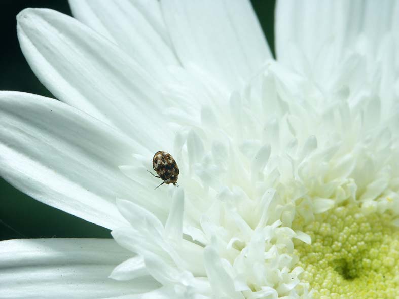 G_T_ONF.JPG - 48,353BYTES