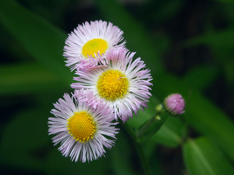 G_HINA.JPG - 90,139BYTES