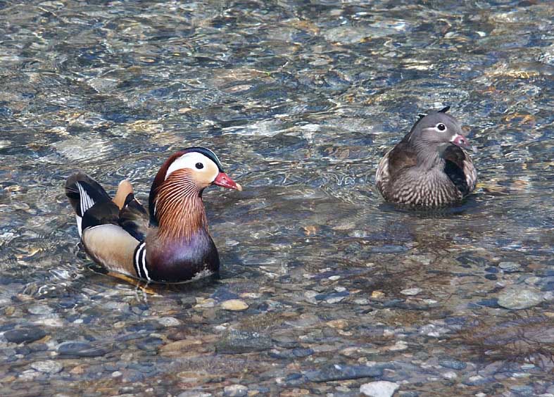 KA_OSIDORIH.JPG - 127,809BYTES