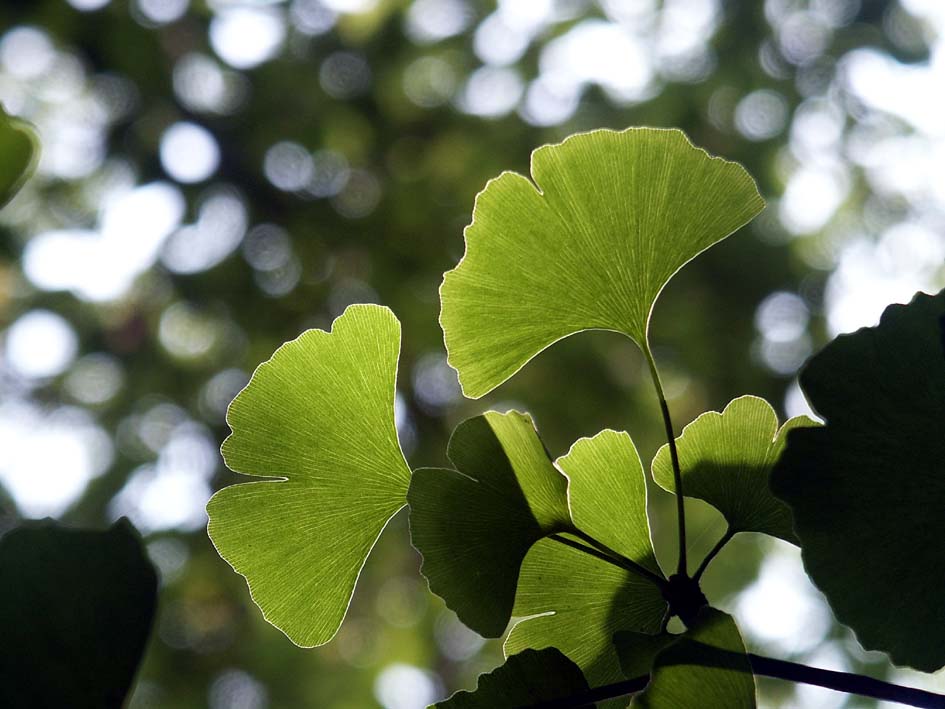 KM_ICHO.JPG - 93,655BYTES