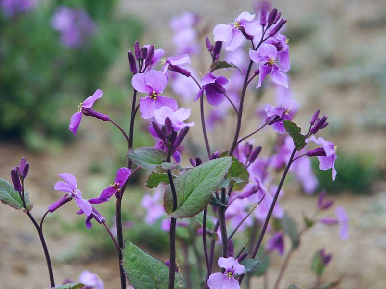 K_MURASAKI.JPG - 143,399BYTES