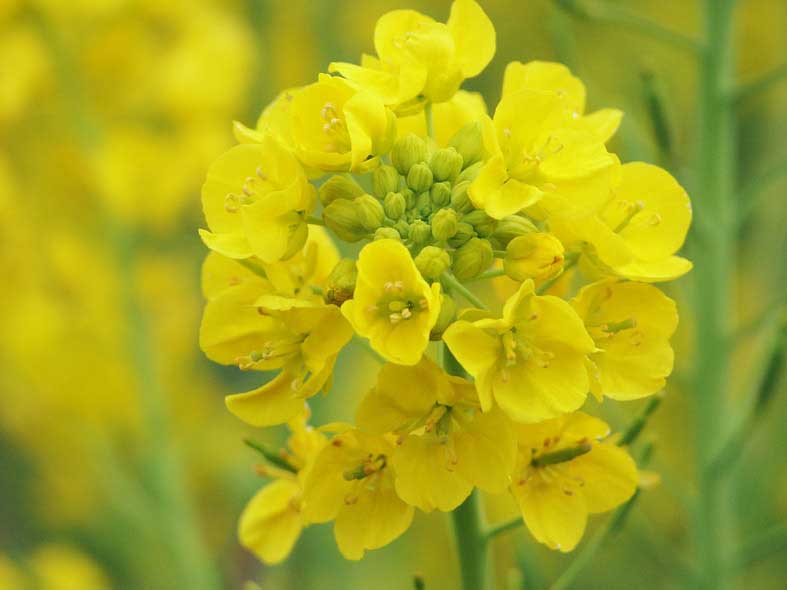 K_NANOHANA.JPG - 110,289BYTES