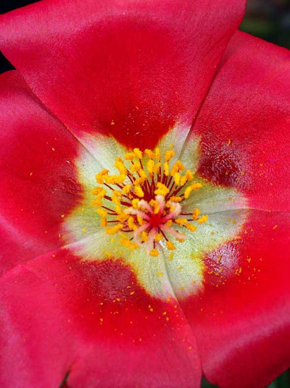 MKG_KASHINRY.JPG - 67,986BYTES