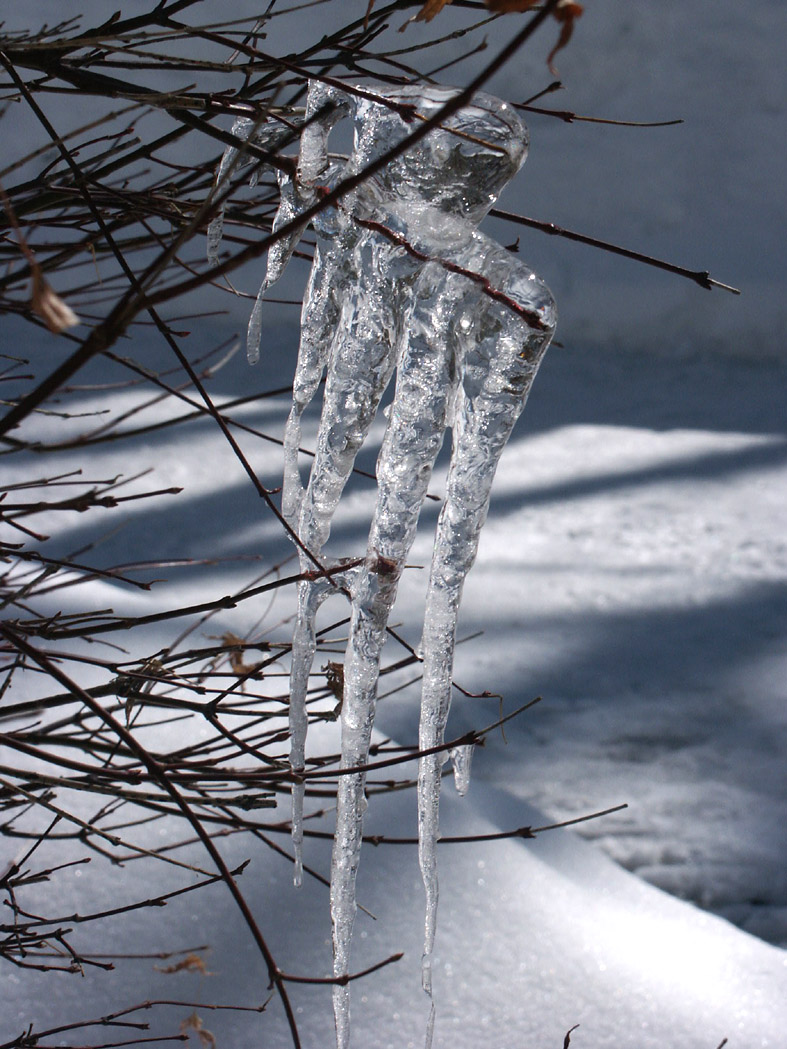 N_ICETREE.JPG - 265,448BYTES