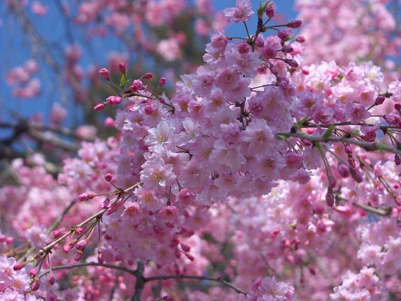 O_PINK.JPG - 92,536BYTES