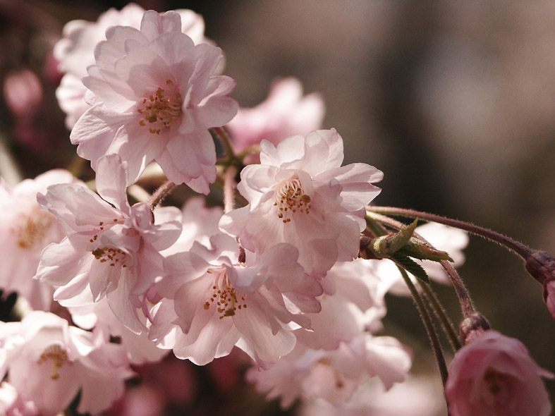 O_SAKURAMOTIIRO.JPG - 63,244BYTES