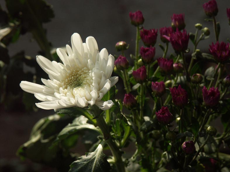 PICT0011_S.JPG - 73,167BYTES