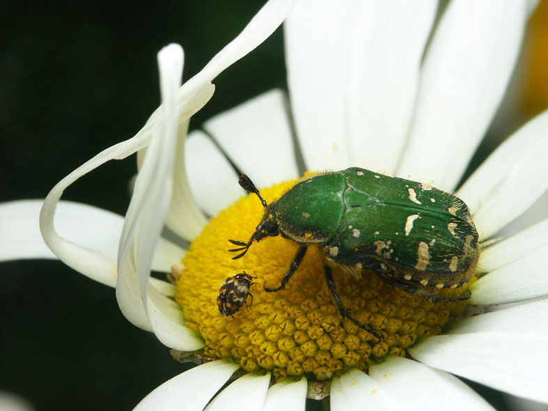 P_TEPN_INSECTS.JPG - 98,270BYTES