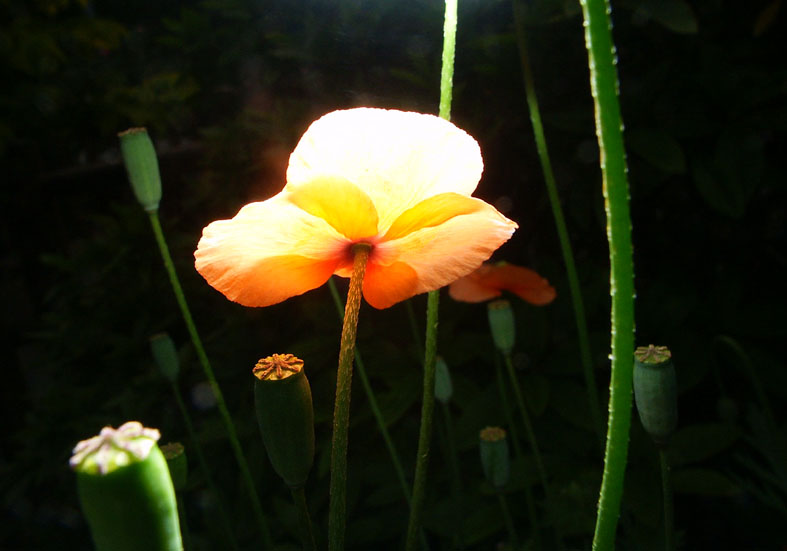 P_TEPN_KESIG.JPG - 70,858BYTES