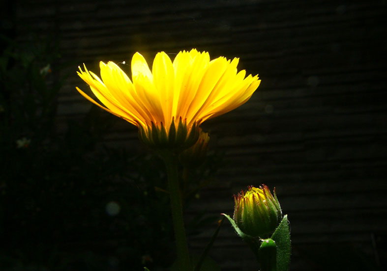 P_TEPN_KIIROG.JPG - 63,786BYTES