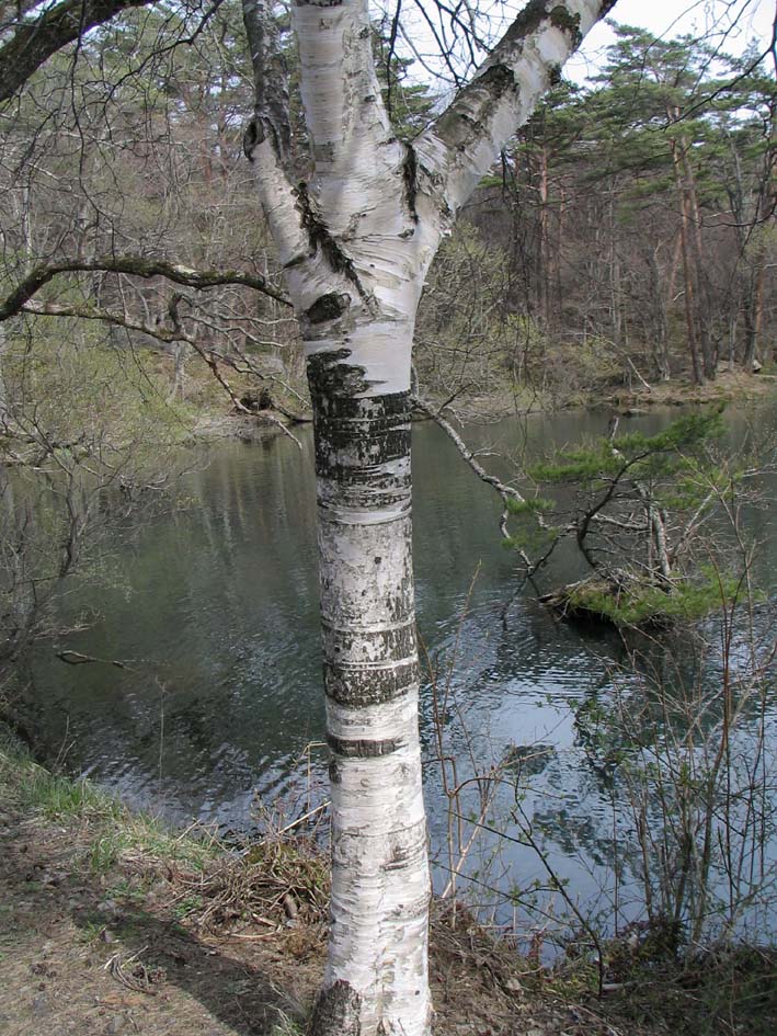 S1_5SIKI_SIRAKABA.JPG - 196,291BYTES