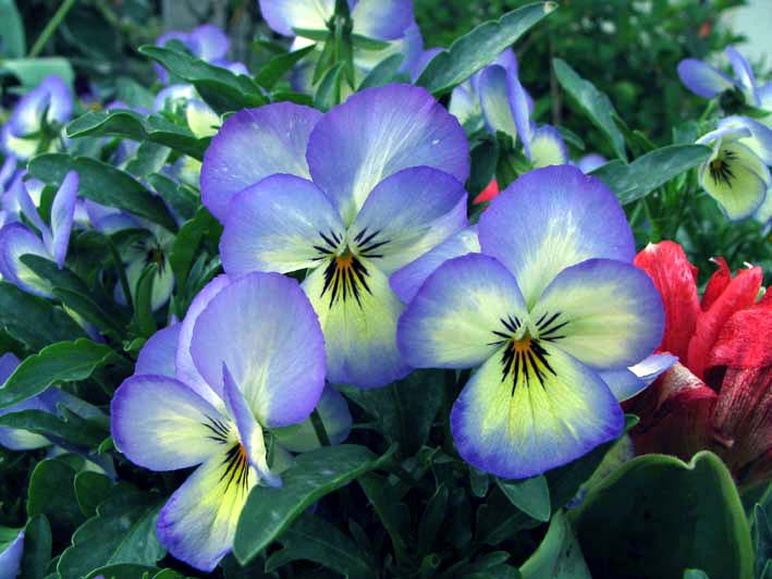 S1_KINJYOBLUESUMIRER.JPG - 76,269BYTES