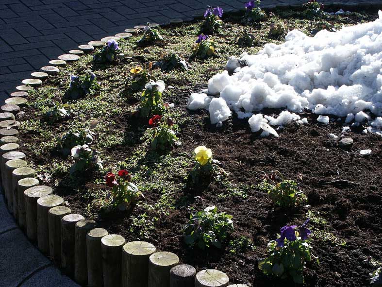 SG_ICE_FLOWER20.JPG - 150,699BYTES