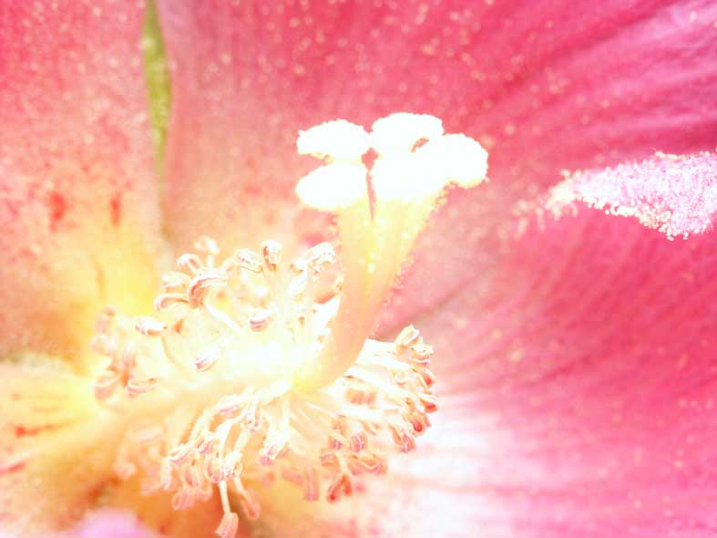 SIMPLE_HUYOUM.JPG - 48,288BYTES