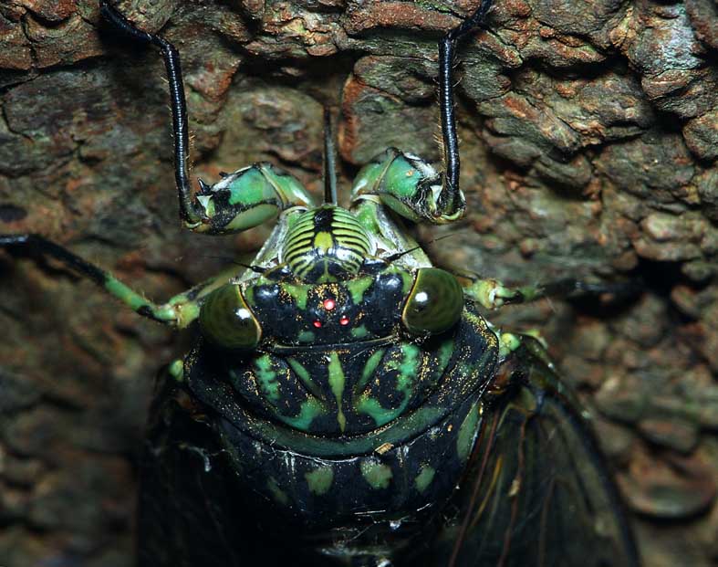 SIMPLE_SEMIFUP2.JPG - 97,465BYTES