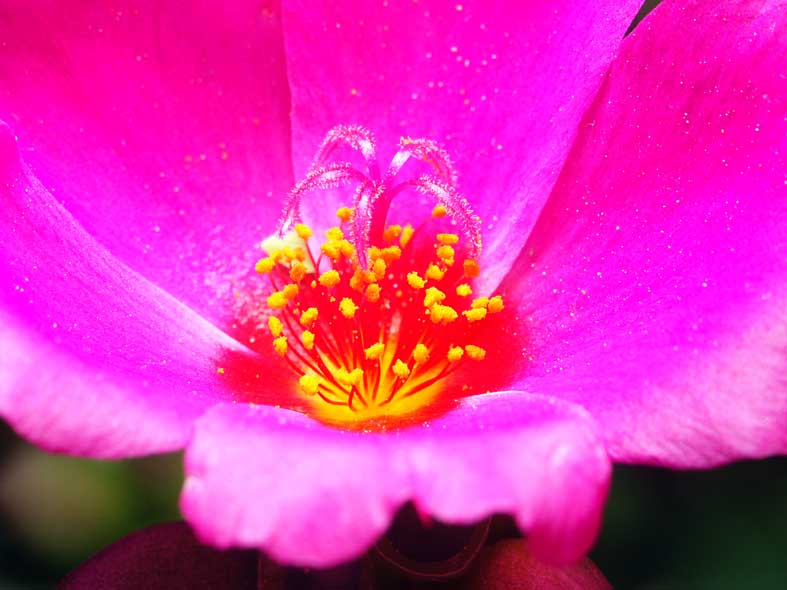 SIMPLE_SHOCKINGPINK.JPG - 65,796BYTES