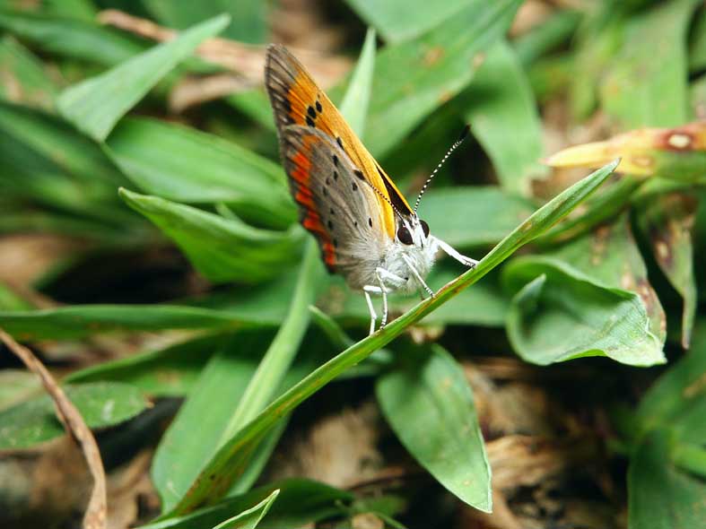 SIMPLE_SIJIMIFRONT2.JPG - 63,135BYTES