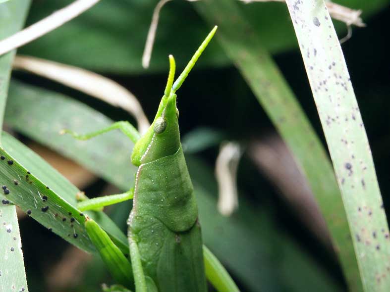 SIMPLE_SYOURYOUB.JPG - 55,685BYTES