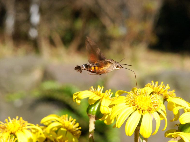 UG_HATIDORI.JPG - 75,118BYTES