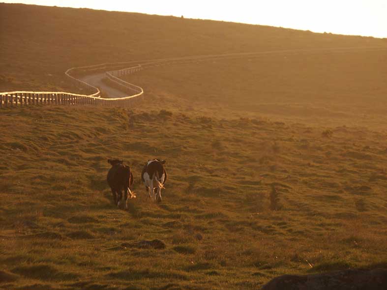 UT_COWS.JPG - 50,358BYTES