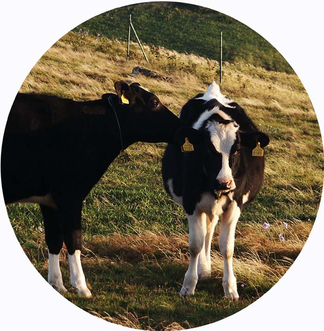 UT_LOVERS.JPG - 107,293BYTES