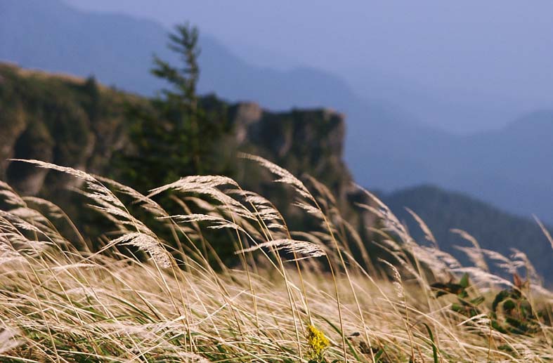 UT_SUSUKI.JPG - 85,641BYTES