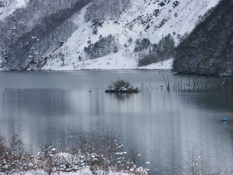 YS_ISOLATED.JPG - 88,555BYTES