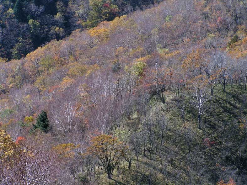 Z1NIKKO_HANGESTULIGHTHED.JPG - 129,449BYTES