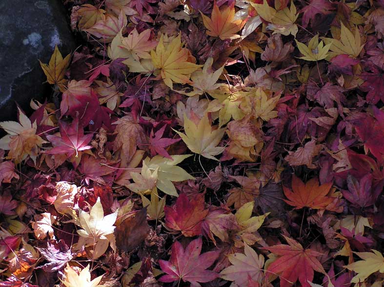 Z1NIKKO_MOMIJI.JPG - 108,085BYTES