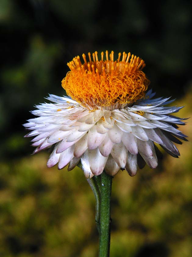 Z1TAKE_ORANGEW.JPG - 73,405BYTES