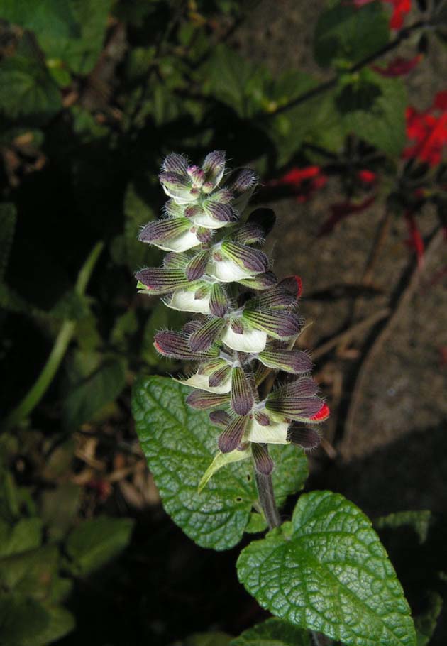 Z1TAKE_GRAPERAMP.JPG - 79,770BYTES