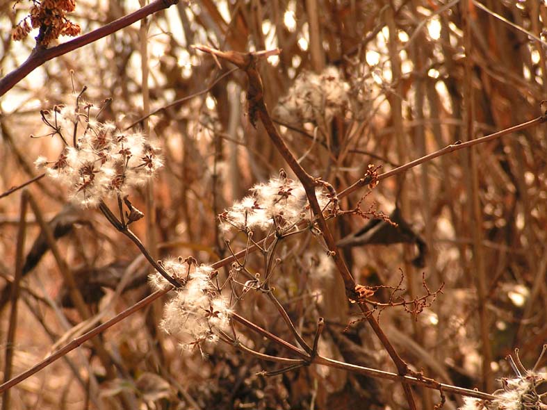 Z1_FUJI_KAWAGUTIKOKAREHA.JPG - 110,730BYTES