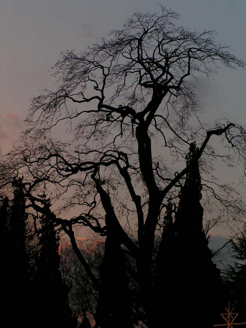 Z1_FUJI_KAWAGUTIKOTREE.JPG - 147,027BYTES