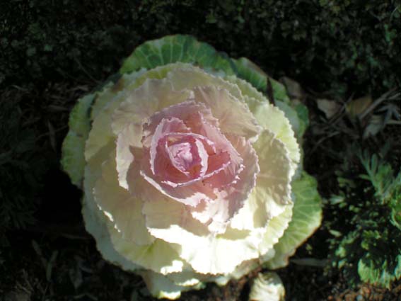 Z1_KAMAKURA_KABETU.JPG - 49,074BYTES