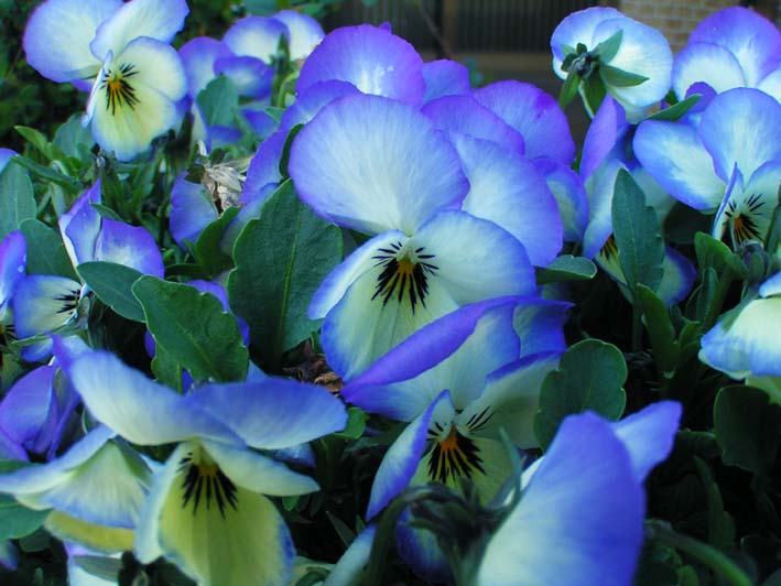 Z1_KAMAKURA_POPYN.JPG - 76,657BYTES