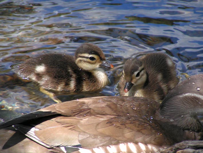 Z1_KAMIKOUTI_OSIDORIBABY.JPG - 92,905BYTES