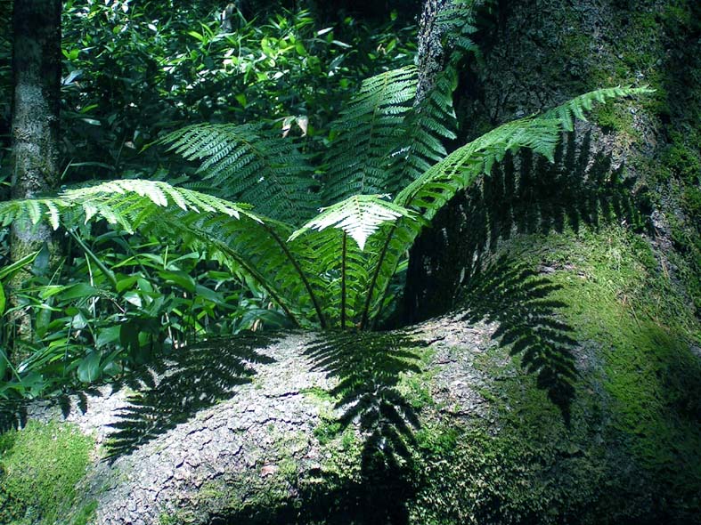 Z1_KAMIKOUTI_SHIDA.JPG - 180,167BYTES