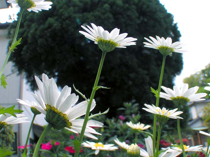 Z1_LD-05MWSAMPLE.JPG - 76,888BYTES