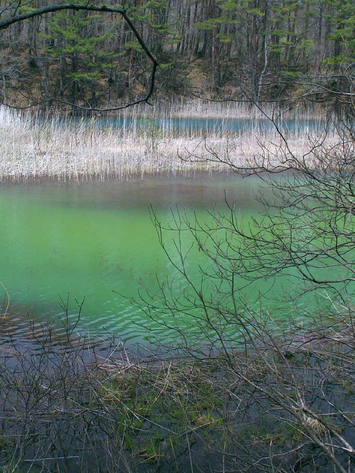 Z1_MIDORO430.JPG - 172,482BYTES