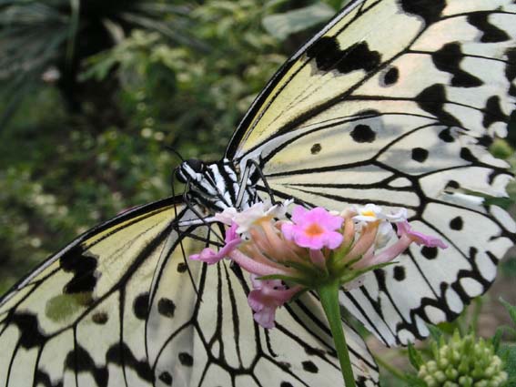 Z1_TAMA_BATTERFLY.JPG - 70,190BYTES