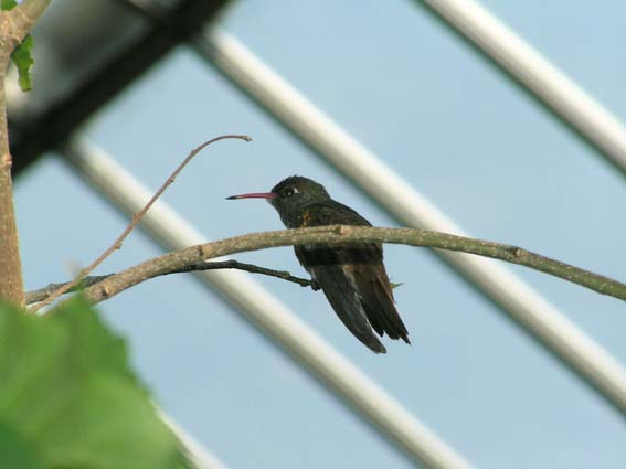 Z1_TAMA_HATIDORI.JPG - 37,397BYTES