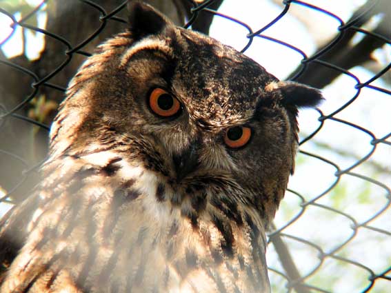 Z1_TAMA_MIMIZUKU.JPG - 64,703BYTES