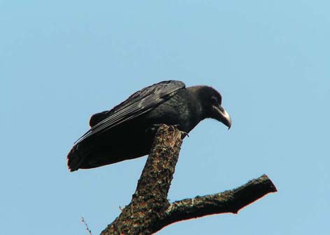 Z1_TAMA_KARASU.JPG - 39,433BYTES