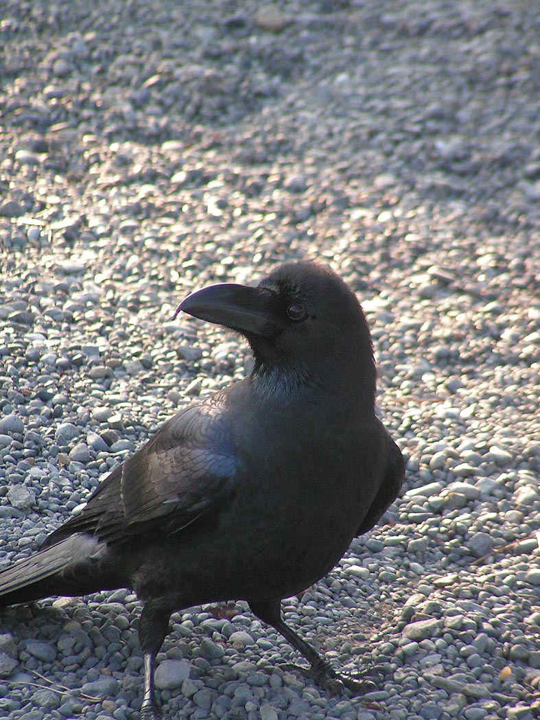 Z1_TOKYO_KARASU.JPG - 153,323BYTES