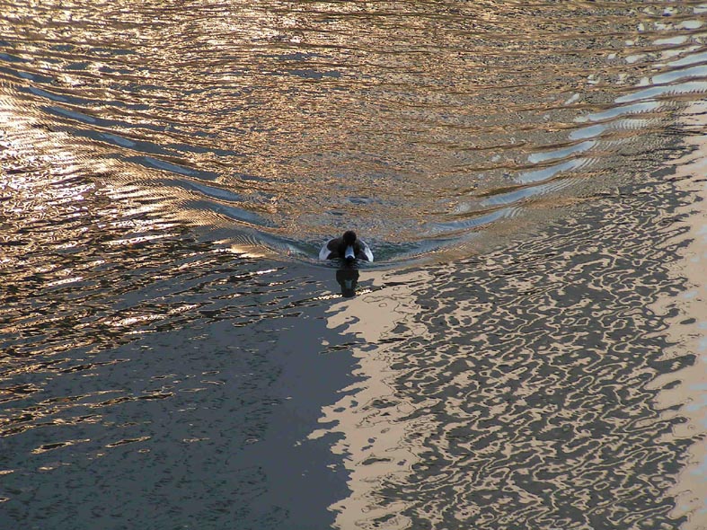 Z1_TOKYO_KOKYO_KAMO.JPG - 200,659BYTES