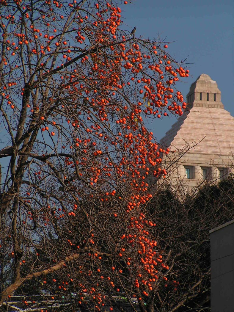 Z1_TOKYO_KAKI.JPG - 314,705BYTES