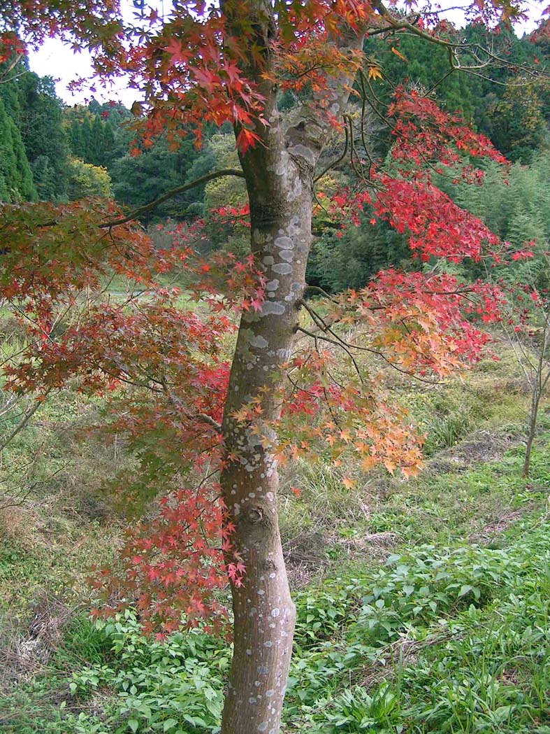 Z1_YOUROU_TREE1.JPG - 311,982BYTES