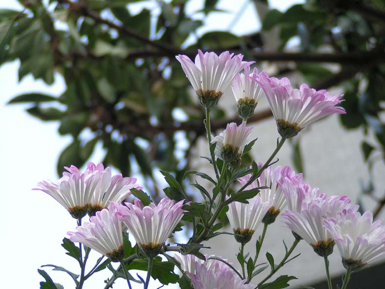 Z1_YOKOSUKAFLOWERW.JPG - 88,586BYTES