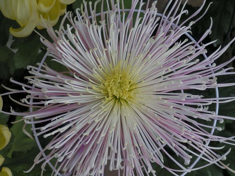 Z1_YOKOSUKAKIKUPINKUP.JPG - 112,415BYTES